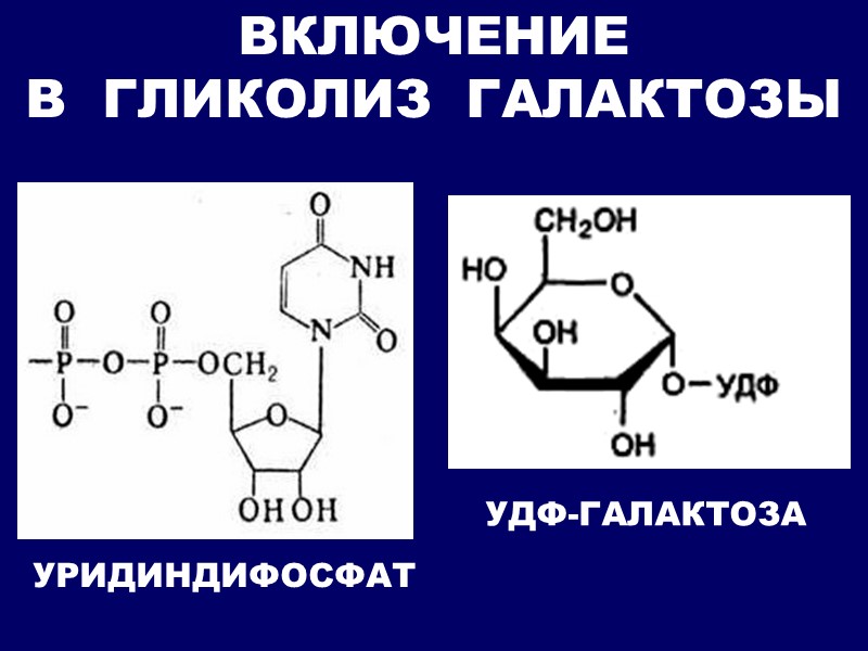 УРИДИНДИФОСФАТ ВКЛЮЧЕНИЕ   В  ГЛИКОЛИЗ  ГАЛАКТОЗЫ УДФ-ГАЛАКТОЗА